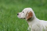 SETTER ANGLAIS 288